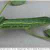 colias hyale larva5 volg2